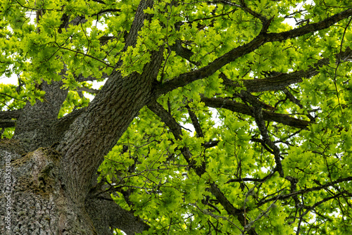 Photography Low angle view of a mature oak tree canopy in Sweden during summer