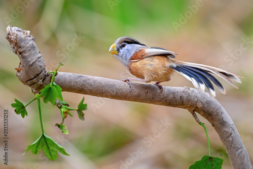 a small bird on the branch