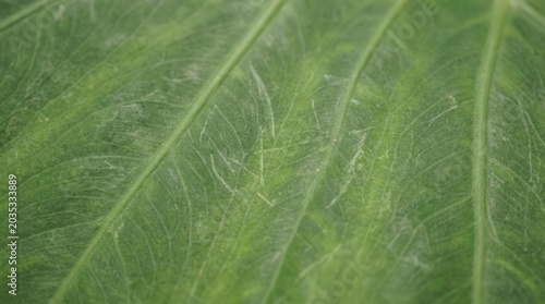 Close-Up of Green Leaf Texture Green Nature Texture Close-Up Botanical Plant Veins. Concept featuring green, nature, texture, close-up, botanical for professional commercial design.