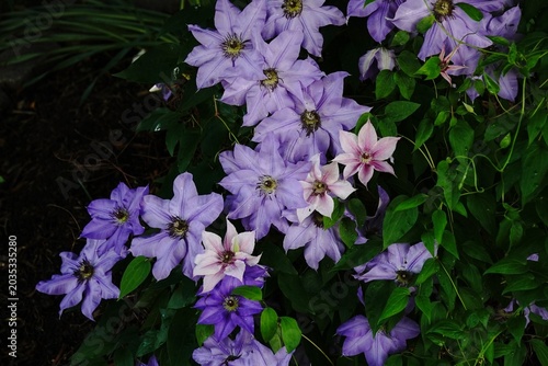 Purple clematis flowers bloomingon a plant | spring flowers background