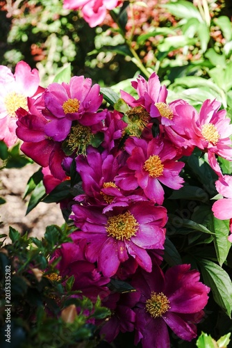 Purple Peonies  blooming .on a plant | Spring flowers bckground