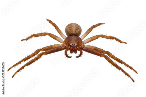 Photography Isolated brown crab spider from above, detailed view of arachnid on clean digita