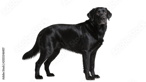 Foto Isolated handsome black Labrador Retriever standing, full body shot, loyal domes