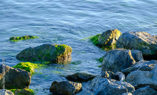 Calm blue sea water gently washing over green mossy rocks on the shoreline