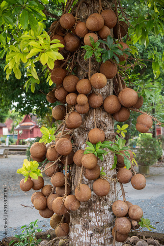Foto THAILAND TRAT NATURE CANNON BALL TREE