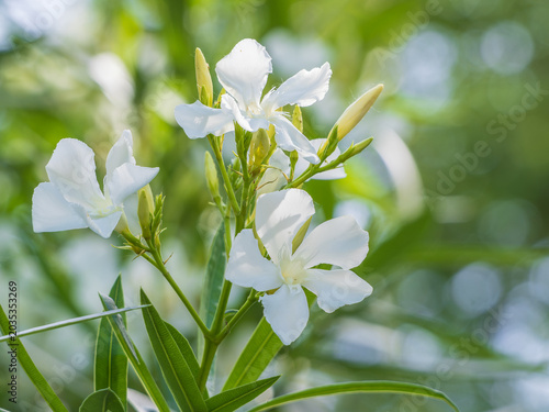 Bild auf Leinwand Fresh white oleander blooming in summer