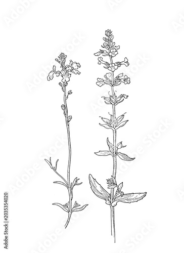 Botanical wildflower illustration isolated as transparent PNG clipart.