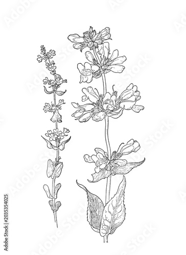 Botanical wildflower illustration isolated as transparent PNG clipart.