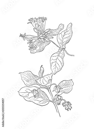 Botanical wildflower illustration isolated as transparent PNG clipart.