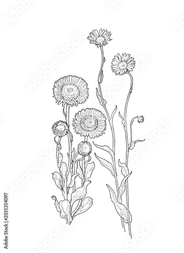 Botanical wildflower illustration isolated as transparent PNG clipart.