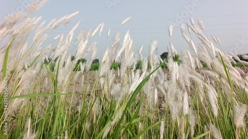 Kashful, also known as Kans grass or wild sugarcane, is a tall, perennial grass native to the Indian subcontinent, particularly prevalent in Bangladesh. It is recognized by its soft, white feathery.
