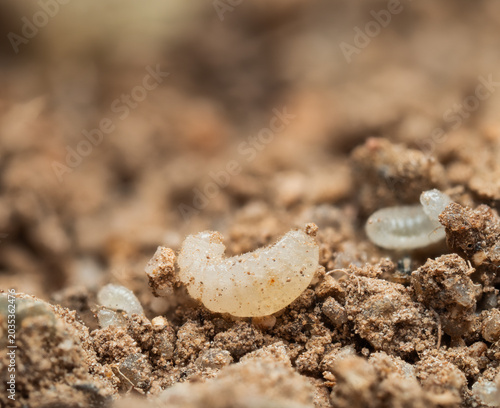 Zu sehen ist eine Nahaufnahme von Larven der kleinen roten Waldameisen (Formica polyctena) in unterschiedlichen Entwicklungsstadien.
