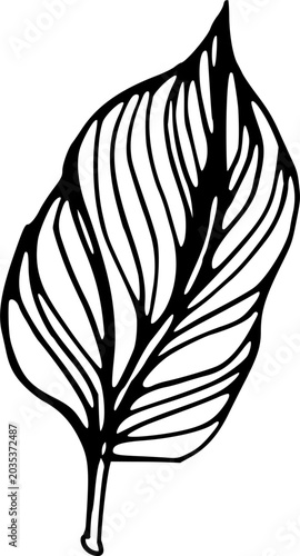 Single deciduous plant leaf organic botanical element linear minimalist vector icon