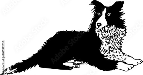 Slika na platnu Border collie dog lying down on floor watching attentive linear design