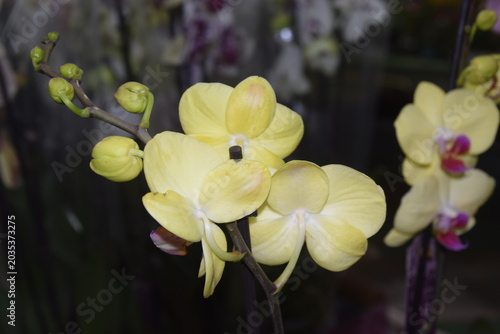 Yellow Orchid Blossom