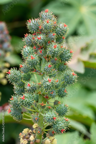 Spiky seed capsules of a toxic castor oil plant growing outdoors, source of ricin and castor oil