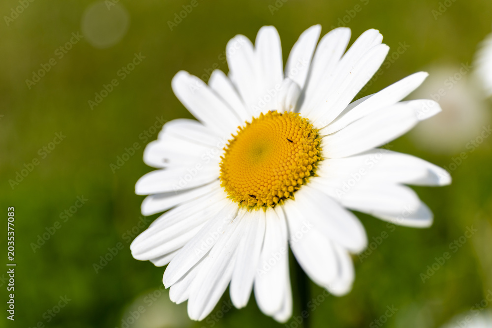 Fototapeta premium Vibrant white daisiy with sunny yellow center blooming in a green field. Macro