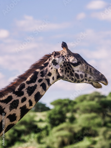 Canvas Print giraffe in the wild