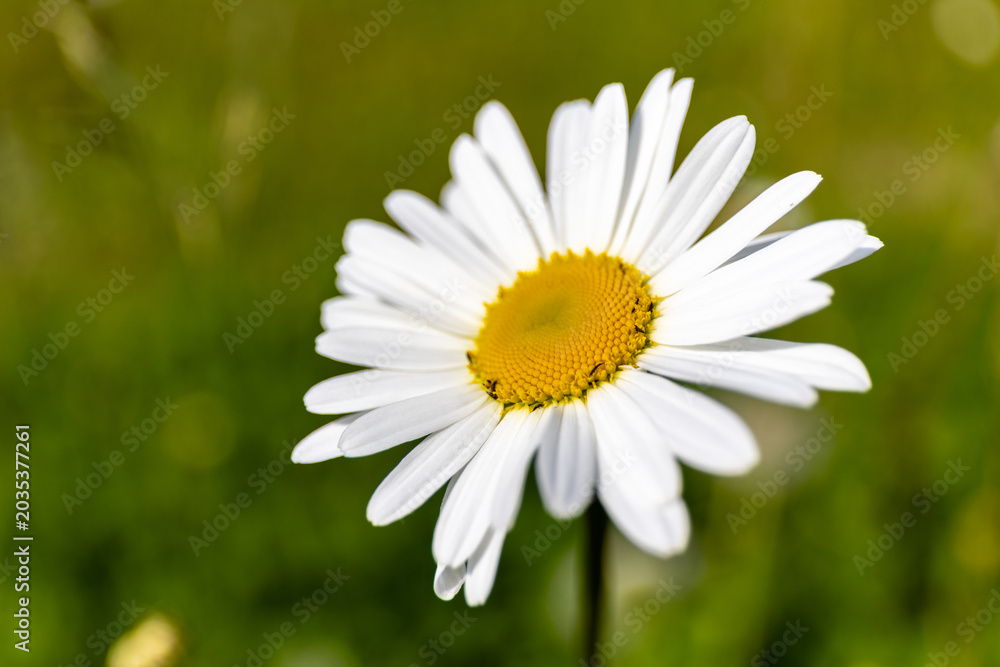 Fototapeta premium Vibrant white daisiy with sunny yellow center blooming in a green field. Macro