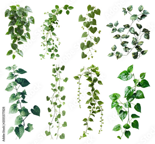 PNG Lush green climbing plants variety on transparent background