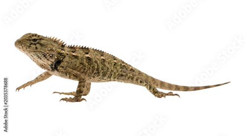 Oriental garden lizard walking on transparent background for biological study and tropical wildlife education.