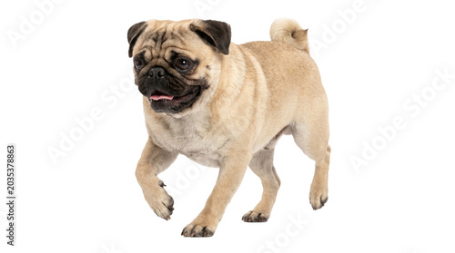 Pug dog walking forward with happy expression png isolated on transparent background cute domestic pet animal.