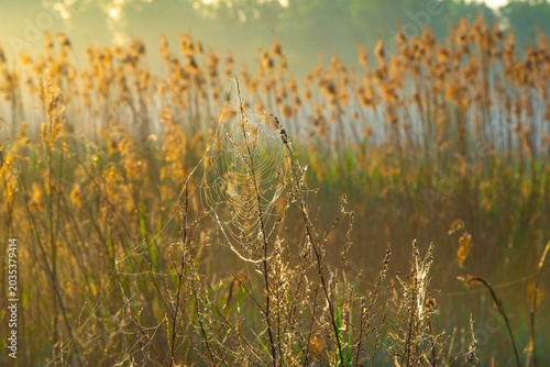 The edge of a lake in a foggy morning at sunrise in springtime, Oostvaardersveld, Lelystad, Flevoland, Netherlands, May 26, 2026
