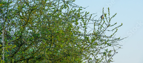 Goldfinch in a tree at sunrise in springtime, Oostvaardersveld, Lelystad, Flevoland, Netherlands, May 26, 2026