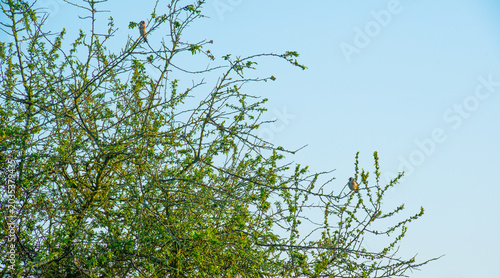 Goldfinch in a tree at sunrise in springtime, Oostvaardersveld, Lelystad, Flevoland, Netherlands, May 26, 2026