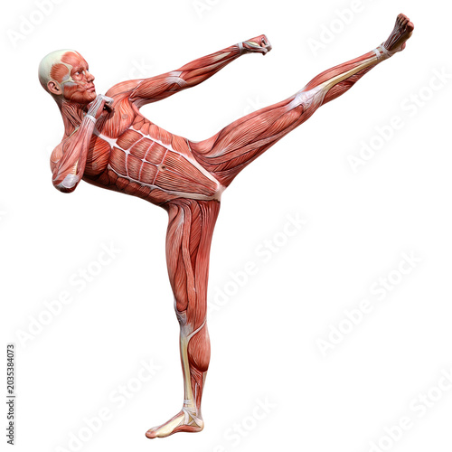 3D Rendering Male Anatomy Figure on White