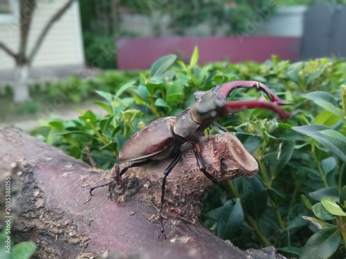 Obraz na plátne The stag beetle is completely harmless to people, living trees and agriculture