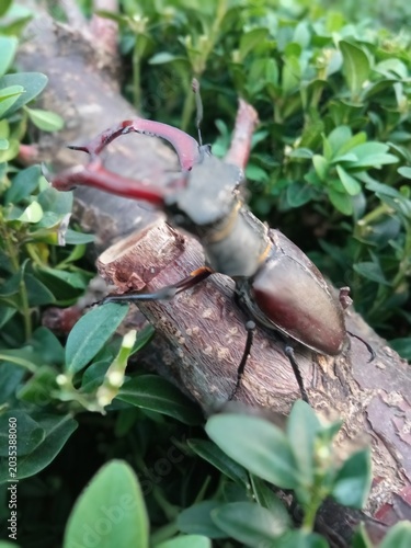 Tableau sur toile The stag beetle is completely harmless to people, living trees and agriculture
