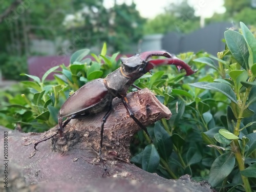 Schilderij op canvas The stag beetle is completely harmless to people, living trees and agriculture
