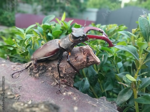 Photos The stag beetle is completely harmless to people, living trees and agriculture