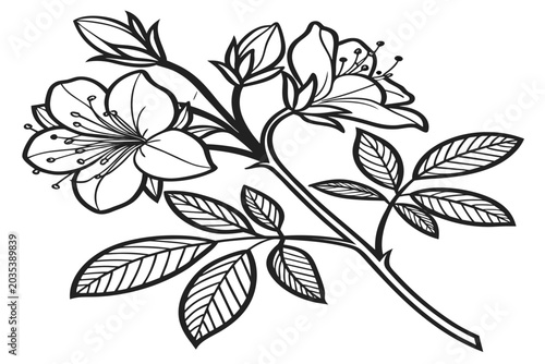 coloring page line art the alpine rose flower black vector