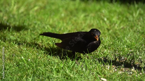 blackbird on the grass