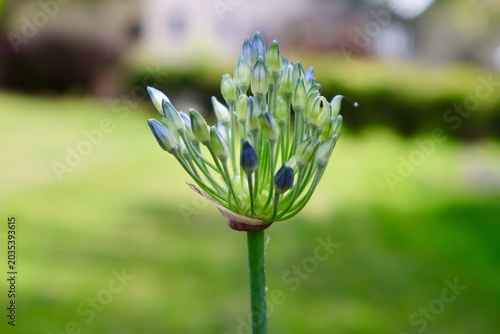 A close up of a blooming blue Allium plant 