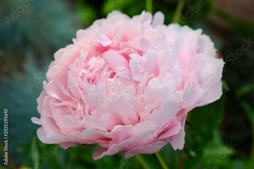 pink peony flower