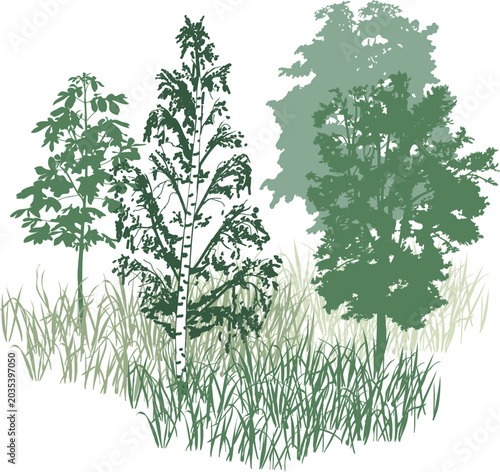 Green forest trees and grass sketch vector illustration. Group of deciduous trees silhouette, birch and meadow grass background