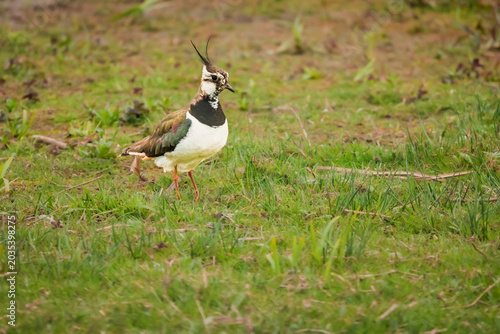 Lapwing in the meadows of Druridge Pools, a Nature Reserve close to the Northumberland coast, a former opencast mine, now a popular reserve with wildfowl and waders in the wetland