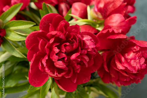 Red peony flowers with water drops and green leaves on dark background. Floral close up photography. Spring blooming garden and botanical concept. Design for wallpaper, poster, greeting card, postcard
