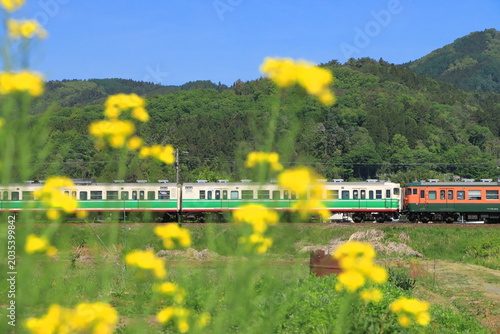 Foto 菜の花に見送られて小春日和の北しなの線を走行するしなの鉄道115系電車_2026/5/7撮影