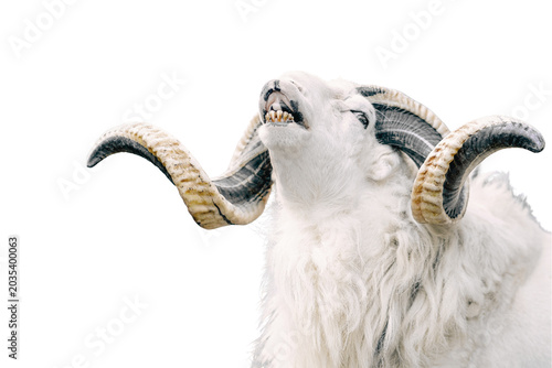 Canvas-taulu Majestic white ram with large, curved horns in multiple natural poses