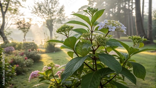 Plants in the garden 