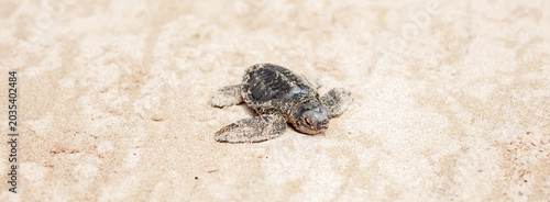 Obraz na plátně A small baby sea turtle crawls along the sandy shore towards the ocean to survive