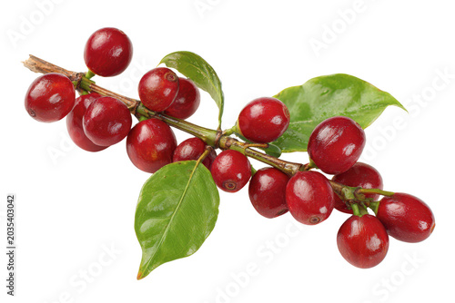 Ripe red coffee cherries with green leaves on a branch against black cherry fruit
