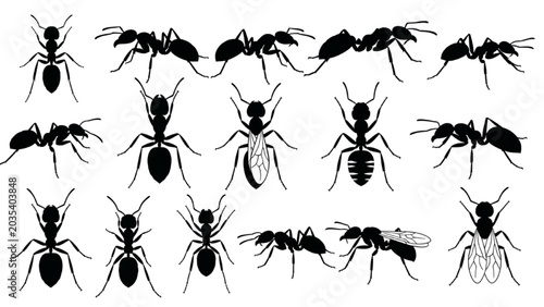 Adobe Stock SEO Title
Insects with Antennae Types Silhouette Vector Icon Sheet, Minimalist Black Bug Anatomy Graphic Elements Isolated on White Background