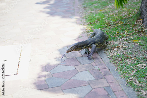 Asian water monitor lizard walking along a park pathway in an urban outdoor environment with natural daylight and copy space.