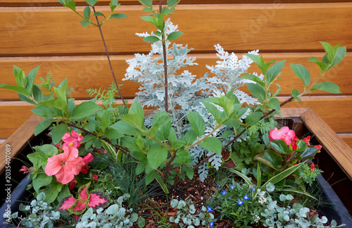 Planting flowers in a wooden pot. A composition of flowers.