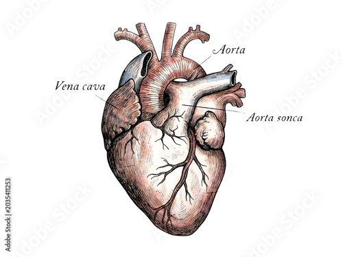 Anatomical human heart with labeled aorta and vena cava